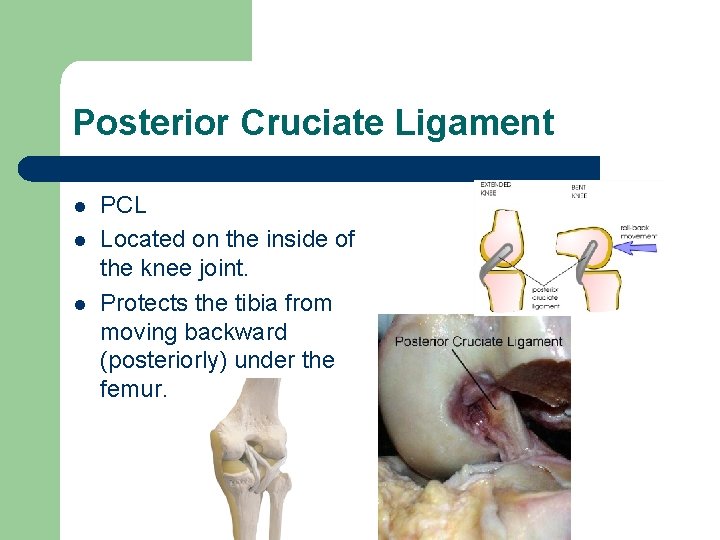 Posterior Cruciate Ligament l l l PCL Located on the inside of the knee