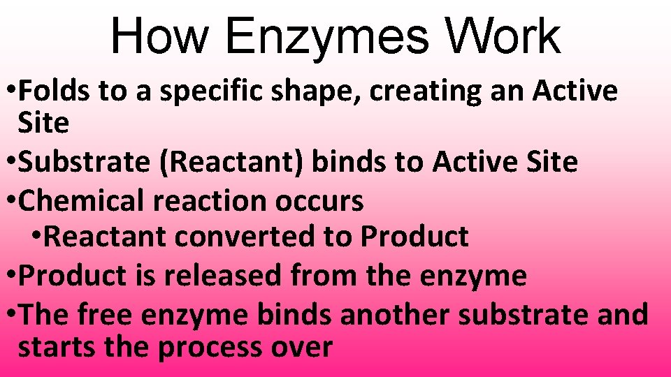 How Enzymes Work • Folds to a specific shape, creating an Active Site •