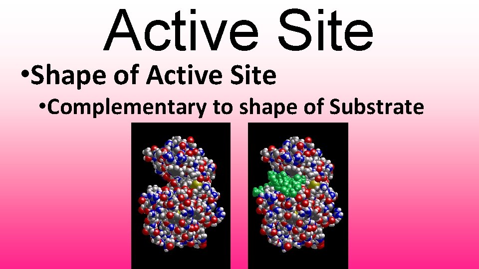 Active Site • Shape of Active Site • Complementary to shape of Substrate 