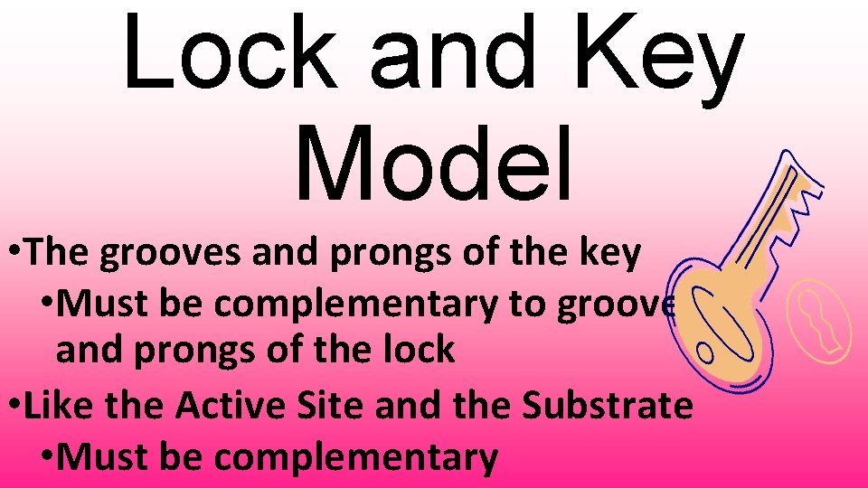 Lock and Key Model • The grooves and prongs of the key • Must