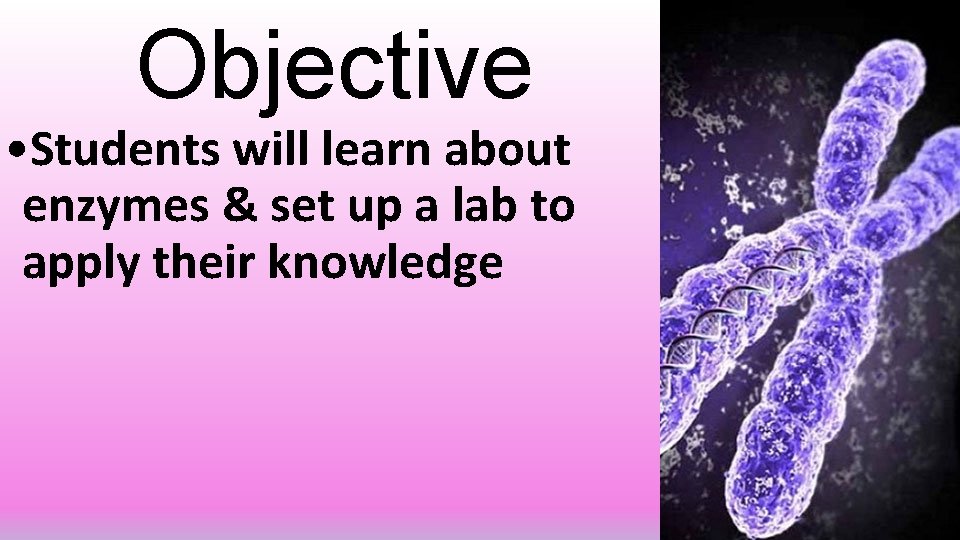 Objective • Students will learn about enzymes & set up a lab to apply