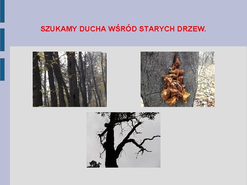 SZUKAMY DUCHA WŚRÓD STARYCH DRZEW. 