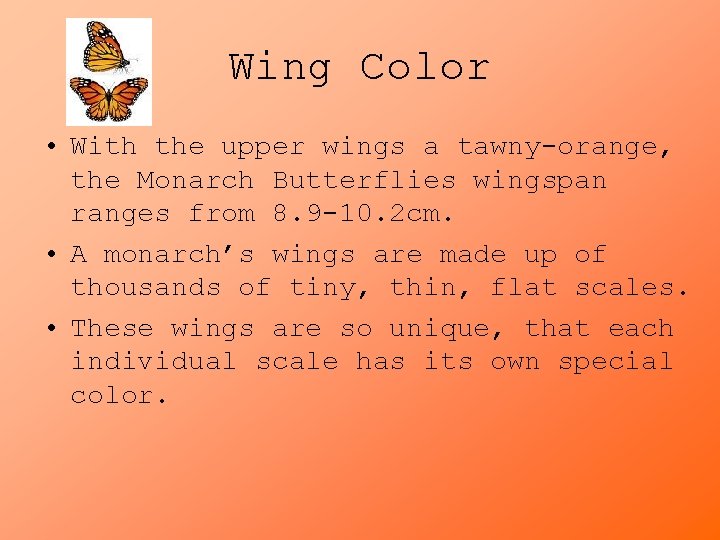 Wing Color • With the upper wings a tawny-orange, the Monarch Butterflies wingspan ranges