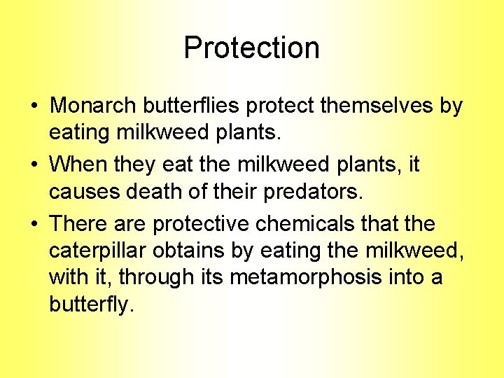 Protection • Monarch butterflies protect themselves by eating milkweed plants. • When they eat