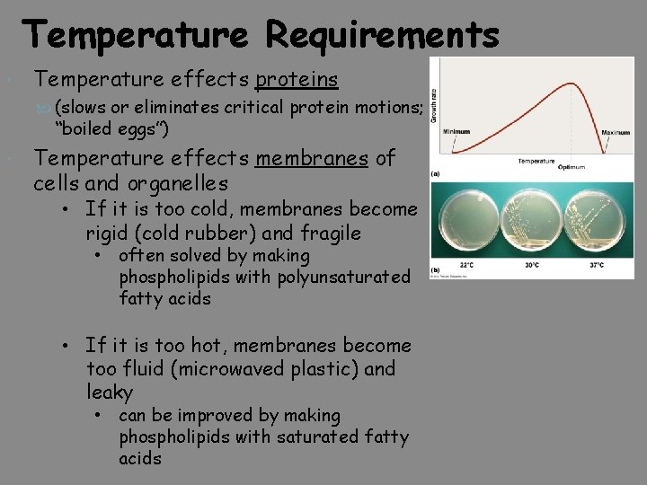 Temperature Requirements Temperature effects proteins (slows or eliminates critical protein motions; “boiled eggs”) Temperature