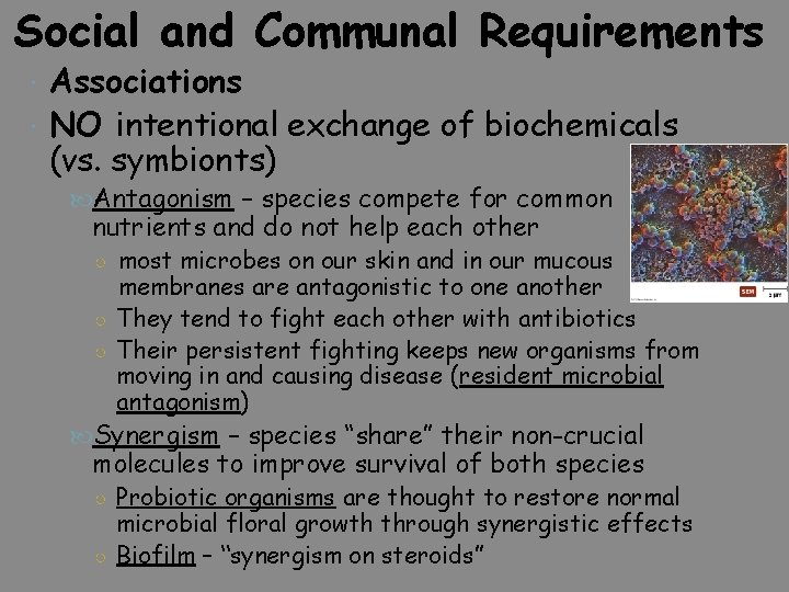 Social and Communal Requirements Associations NO intentional exchange of biochemicals (vs. symbionts) Antagonism –