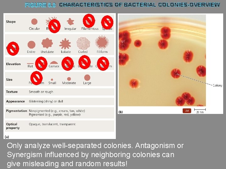 FIGURE 6. 8 CHARACTERISTICS OF BACTERIAL COLONIES-OVERVIEW Only analyze well-separated colonies. Antagonism or Synergism