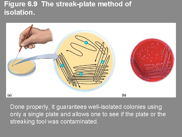 Figure 6. 9 The streak-plate method of isolation. Done properly, it guarantees well-isolated colonies