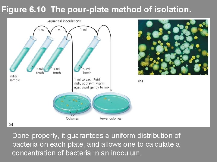 Figure 6. 10 The pour-plate method of isolation. Done properly, it guarantees a uniform