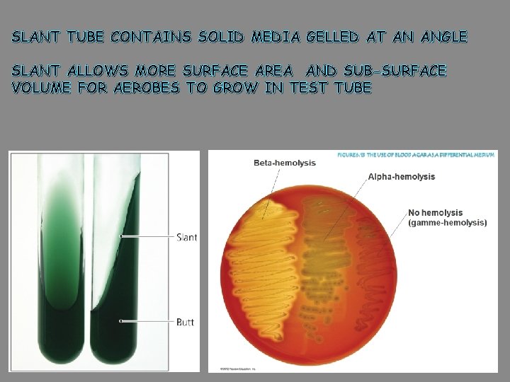 SLANT TUBE CONTAINS SOLID MEDIA GELLED AT AN ANGLE SLANT ALLOWS MORE SURFACE AREA