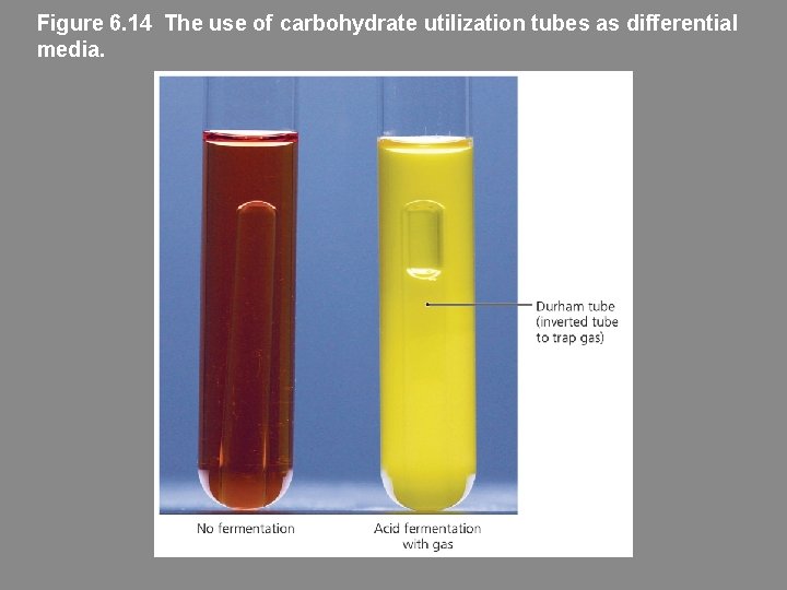 Figure 6. 14 The use of carbohydrate utilization tubes as differential media. 