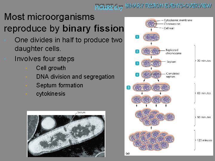 FIGURE 6. 17 BINARY FISSION EVENTS-OVERVIEW Most microorganisms reproduce by binary fission. • •