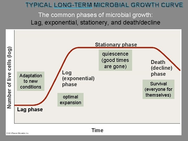 TYPICAL LONG-TERM MICROBIAL GROWTH CURVE Number of live cells (log) The common phases of