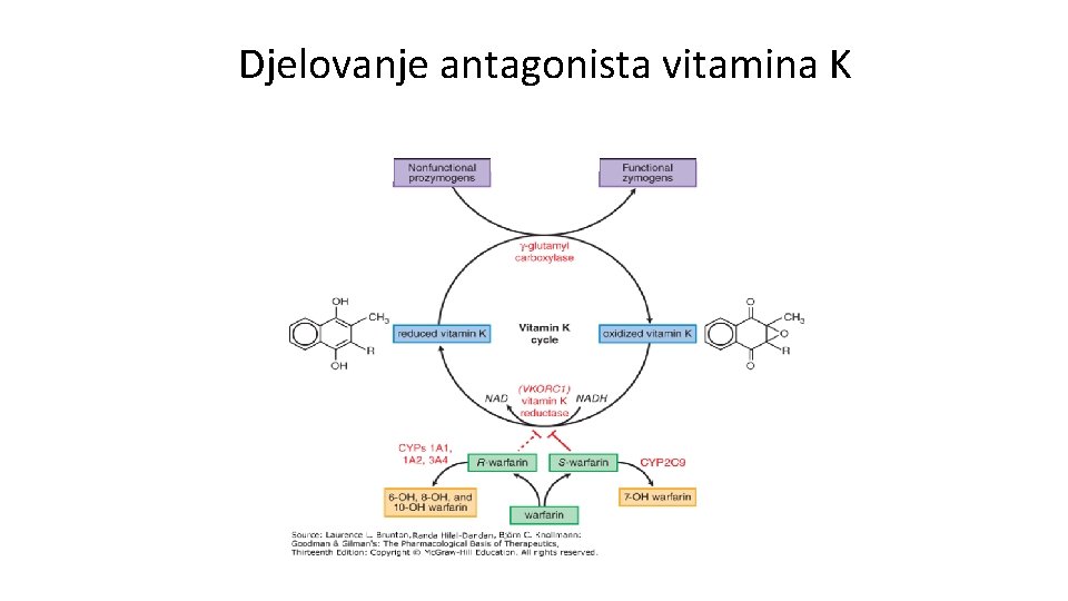 Djelovanje antagonista vitamina K 