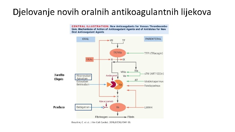 Djelovanje novih oralnih antikoagulantnih lijekova Xarelto Eliquis Pradaxa 