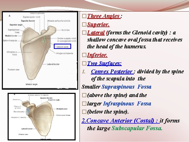 �Three Angles : �Superior. �Lateral (forms the Glenoid cavity) : a shallow concave oval