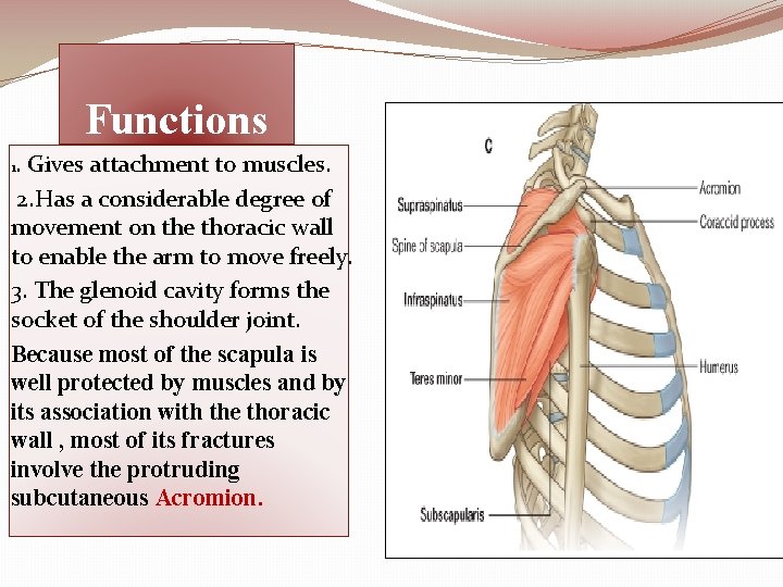 Functions. Gives attachment to muscles. 2. Has a considerable degree of movement on the