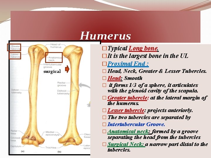 Humerus surgical �Typical Long bone. �It is the largest bone in the UL �Proximal