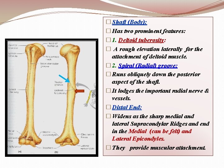 � Shaft (Body): � Has two prominent features: � 1. Deltoid tuberosity: � A