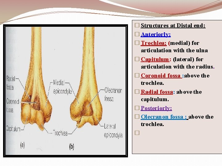 � Structures at Distal end: � Anteriorly: � Trochlea: (medial) for articulation with the