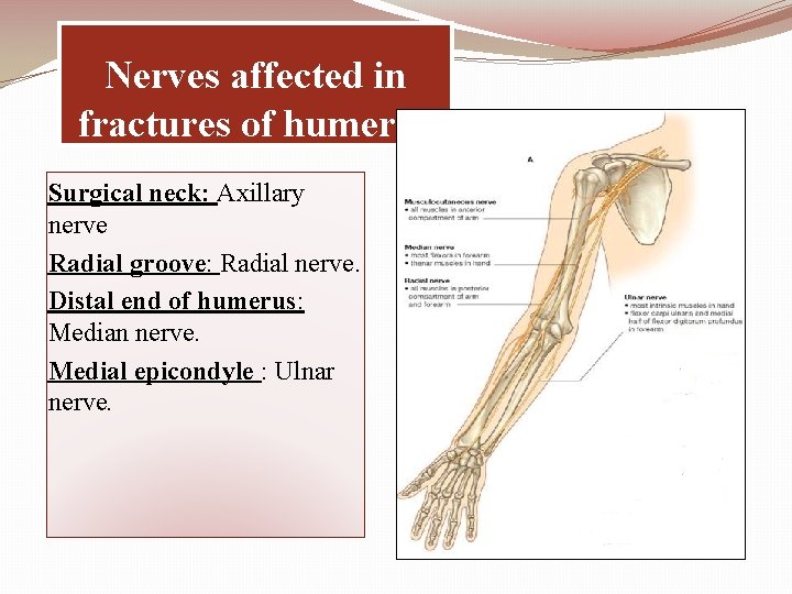 Nerves affected in fractures of humerus Surgical neck: Axillary nerve Radial groove: Radial nerve.