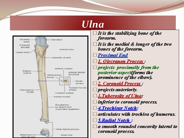 Ulna � It is the stabilizing bone of the forearm. � It is the