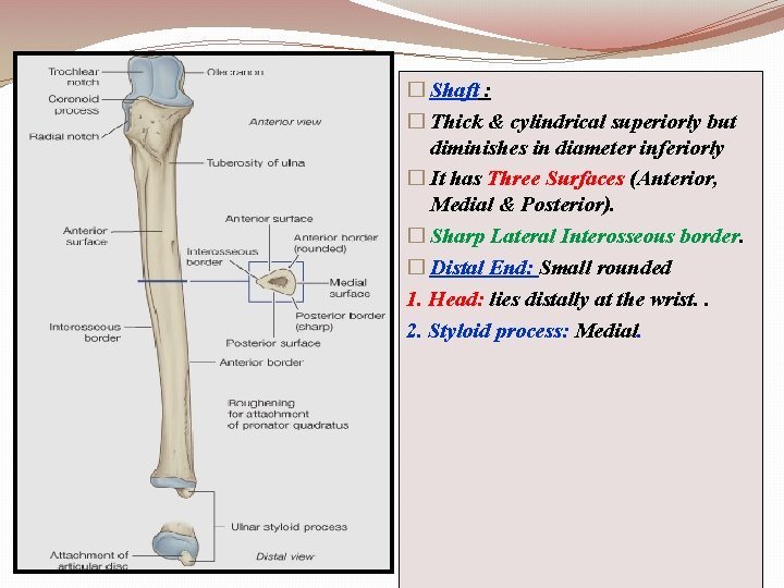 � Shaft : � Thick & cylindrical superiorly but diminishes in diameter inferiorly �