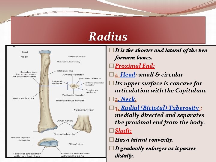 Radius � It is the shorter and lateral of the two forearm bones. �