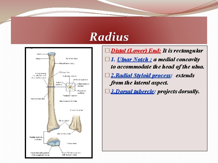 Radius � Distal (Lower) End: It is rectangular � 1. Ulnar Notch : a