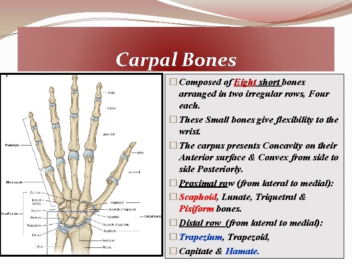 Carpal Bones � Composed of Eight short bones arranged in two irregular rows, Four