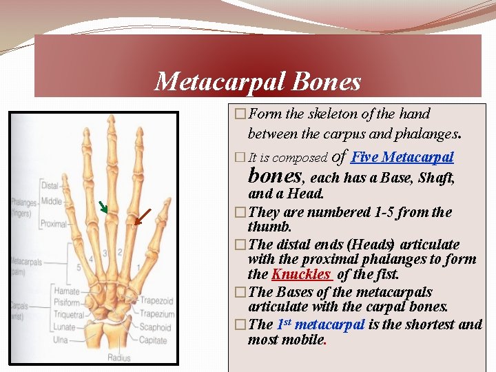 Metacarpal Bones �Form the skeleton of the hand between the carpus and phalanges. �