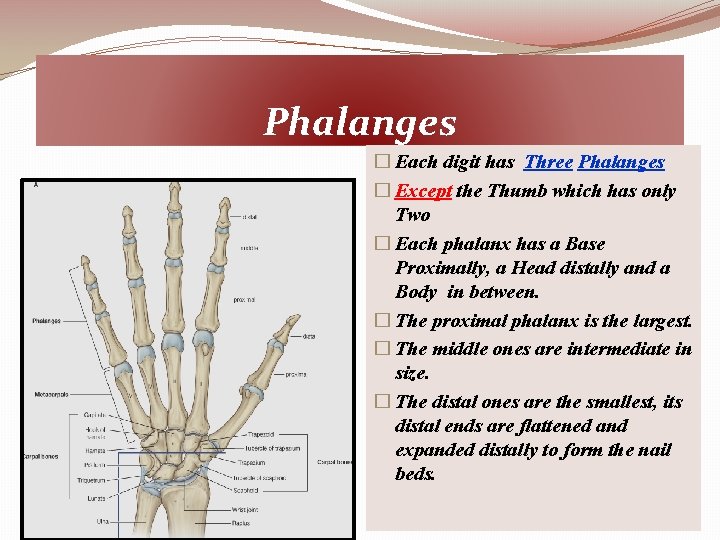 Phalanges � Each digit has Three Phalanges � Except the Thumb which has only