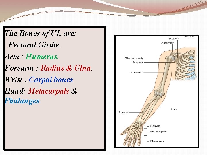 The Bones of UL are: Pectoral Girdle. Arm : Humerus. Forearm : Radius &