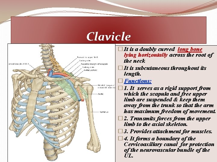 Clavicle � It is a doubly curved long bone lying horizontally across the root