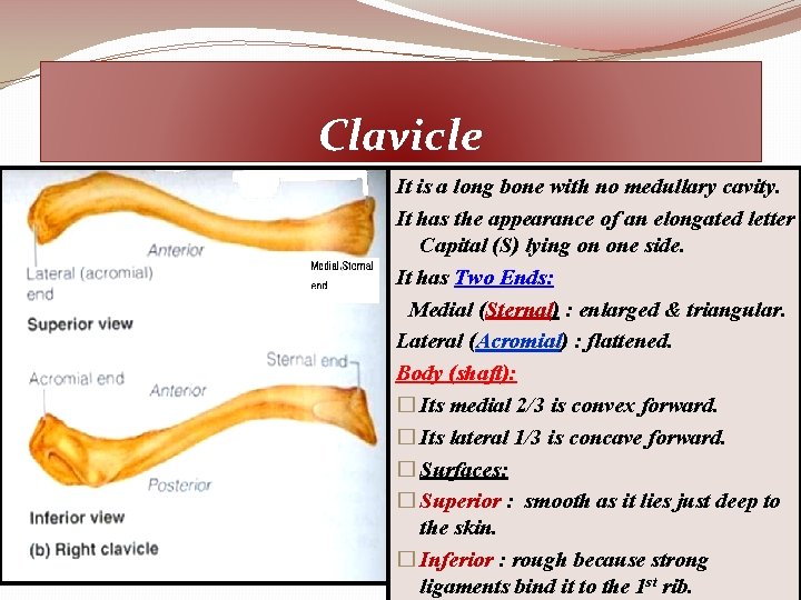 Clavicle It is a long bone with no medullary cavity. It has the appearance