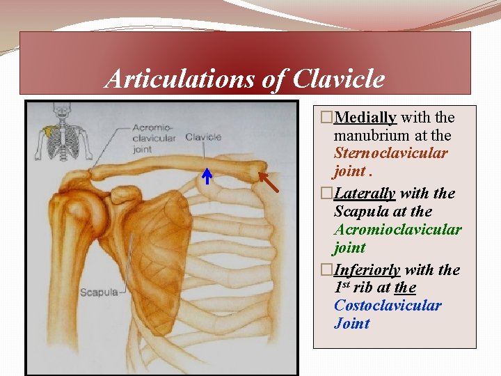 Articulations of Clavicle �Medially with the manubrium at the Sternoclavicular joint. �Laterally with the