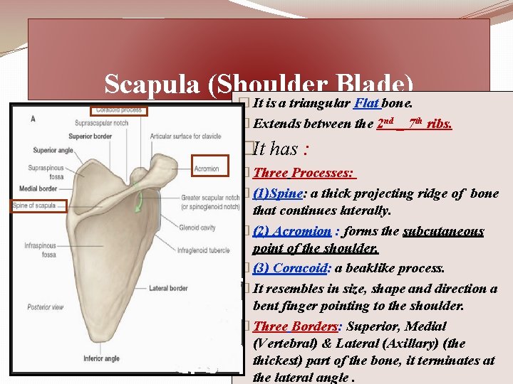 Scapula (Shoulder Blade) � It is a triangular Flat bone. � Extends between the