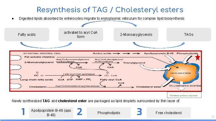 Resynthesis of TAG / Cholesteryl esters ● Digested lipids absorbed by enterocytes migrate to