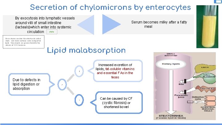Secretion of chylomicrons by enterocytes By exocytosis into lymphatic vessels around villi of small