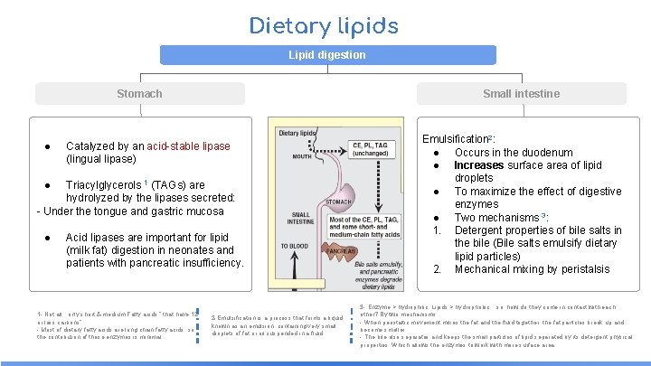 Dietary lipids Lipid digestion Stomach ● Small intestine Catalyzed by an acid-stable lipase (lingual