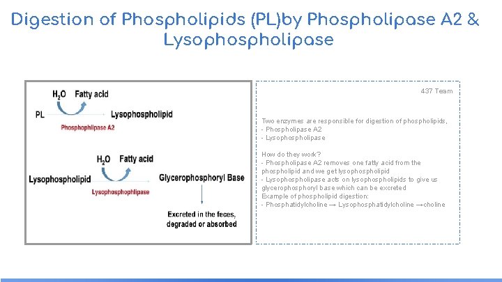 Digestion of Phospholipids (PL)by Phospholipase A 2 & Lysophospholipase 437 Team Two enzymes are