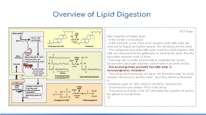 Overview of Lipid Digestion 437 Team After Ingestion of dietary lipids: - In the