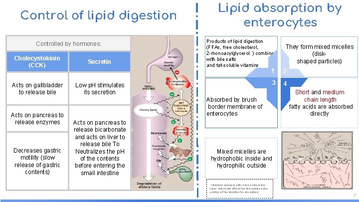Control of lipid digestion Controlled by hormones: Cholecystokinin (CCK) Secretin Acts on gallbladder to