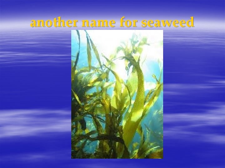 another name for seaweed 