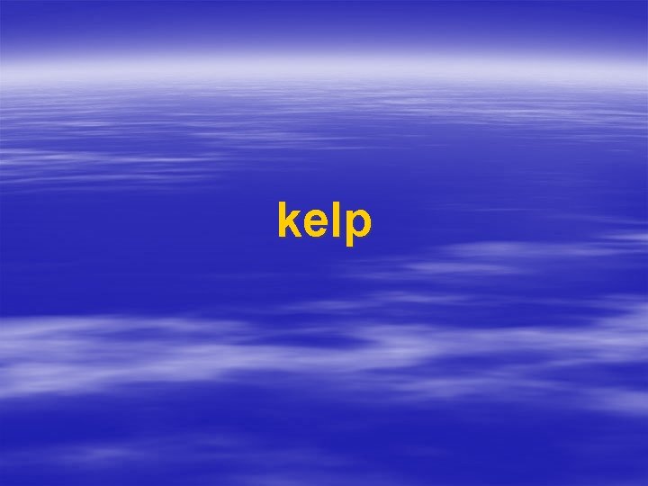 kelp 