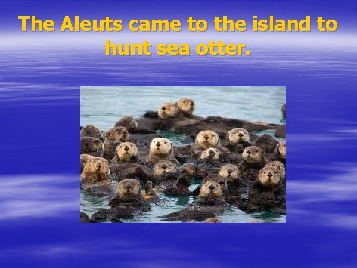 The Aleuts came to the island to hunt sea otter. 