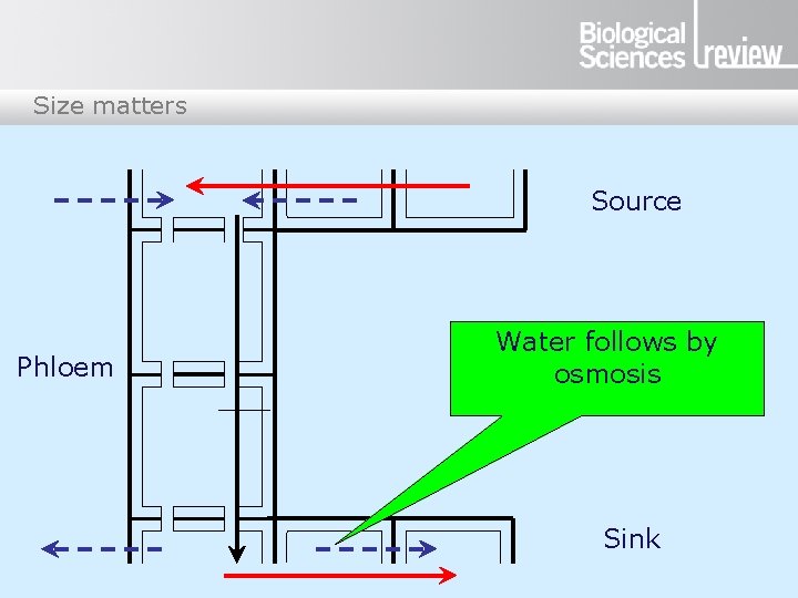 Size matters Source Phloem Water follows by osmosis Sink 