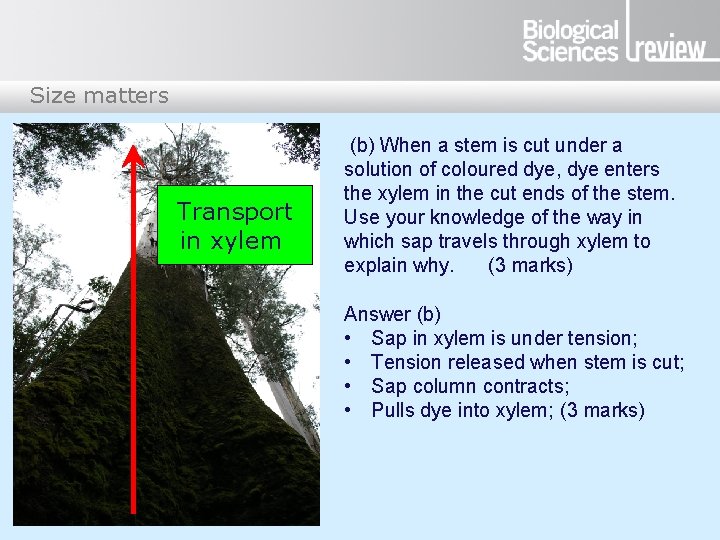 Size matters Transport in xylem (b) When a stem is cut under a solution