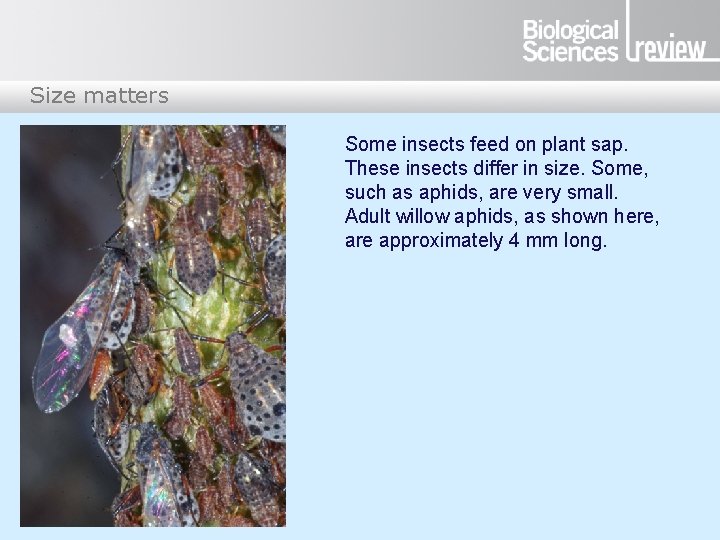 Size matters Some insects feed on plant sap. These insects differ in size. Some,