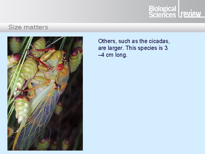 Size matters Others, such as the cicadas, are larger. This species is 3 –